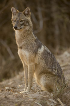 jackal